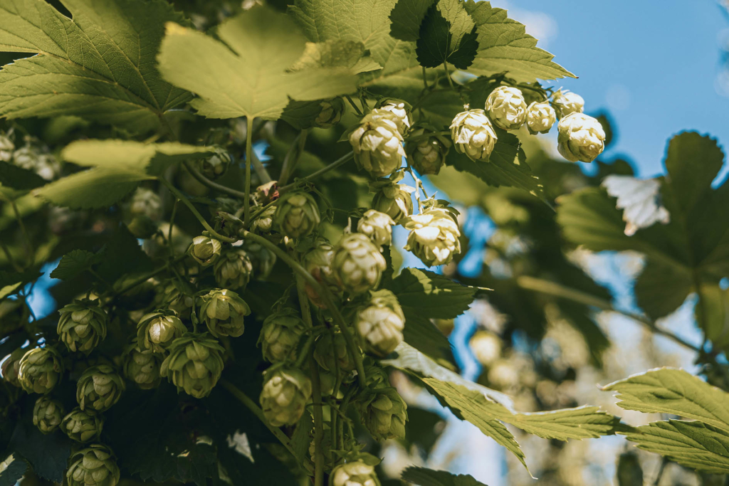 Hallertauer Hopfen