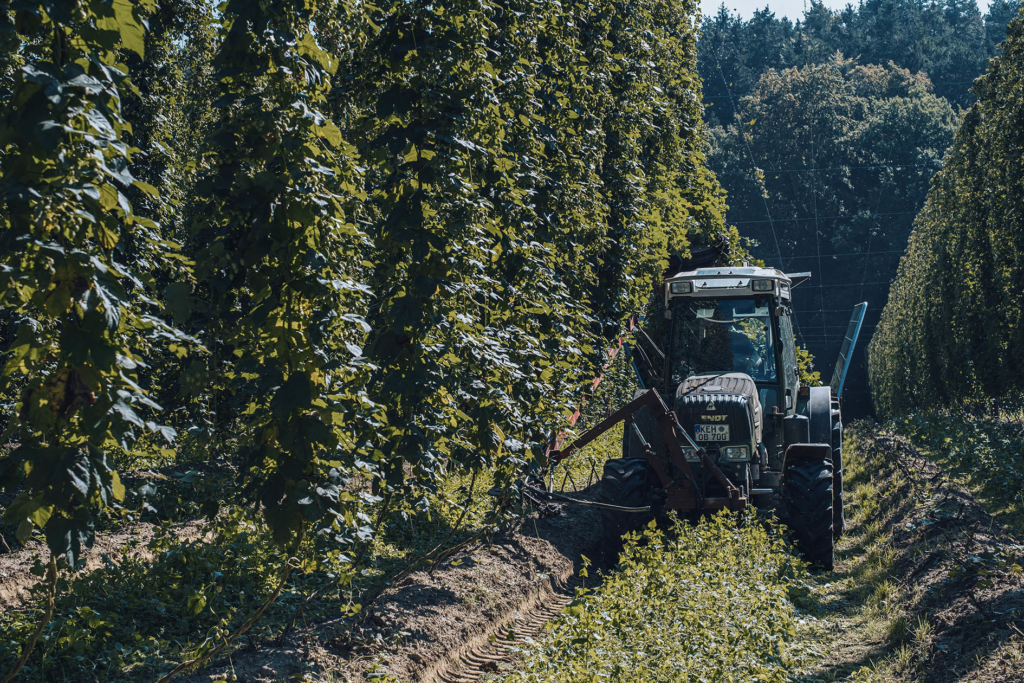 Hopfen in der Hallertau